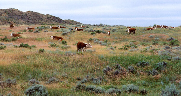 Where is U.S. Beef Coming from?