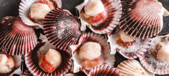 U.S. Scallop – The True Clam King