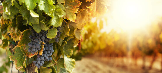 California Wine – Sunshine in Your Glass